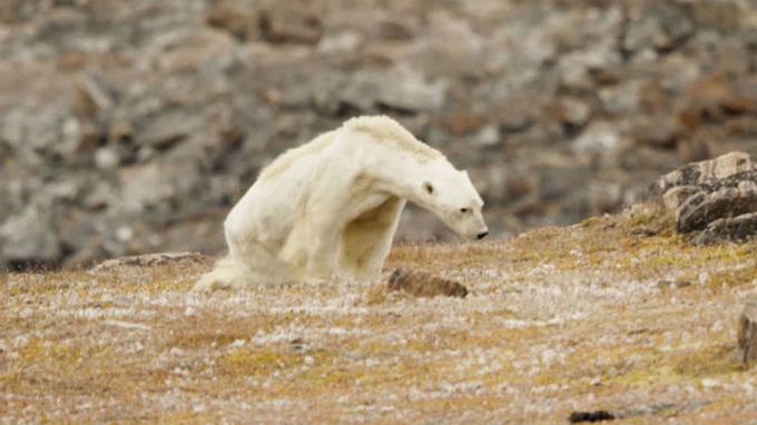 La agonía de un oso polar desnutrido causa sensación en las redes (+video)