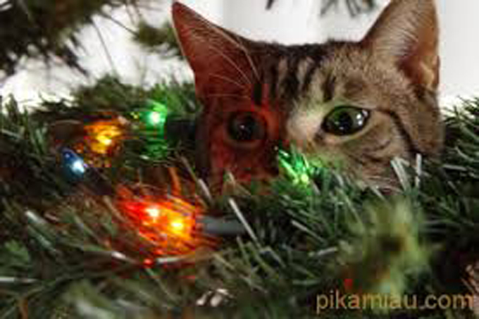 ¡Divertido! Mascotas mostraron su lado grinch en Navidad (+fotos)