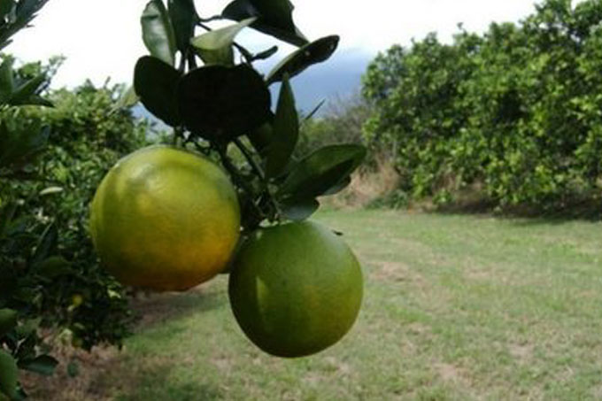 Carabobo: productores de naranja exigen que se ajuste el valor del rubro