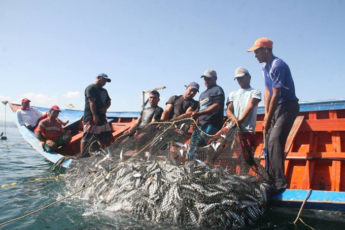 Prohíben pesca de sardinas hasta el 15 de marzo de 2018