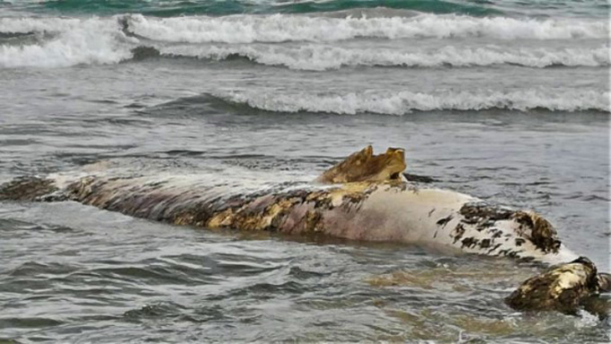 Hallan cadáver de tiburón ballena en playa de Nueva Esparta (+fotos)