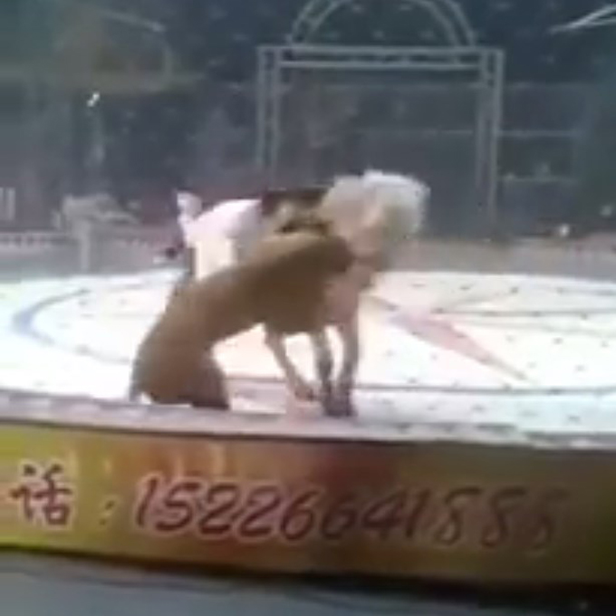 ¡Brutal! León y tigre atacaron a un caballo en circo de China
