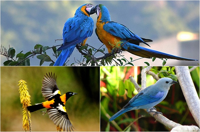 Hoy es Día Mundial de las Aves: Venezuela entre los países con más especies