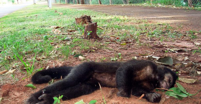 Matan 200 monos en Río de Janeiro por temor a la fiebre amarilla