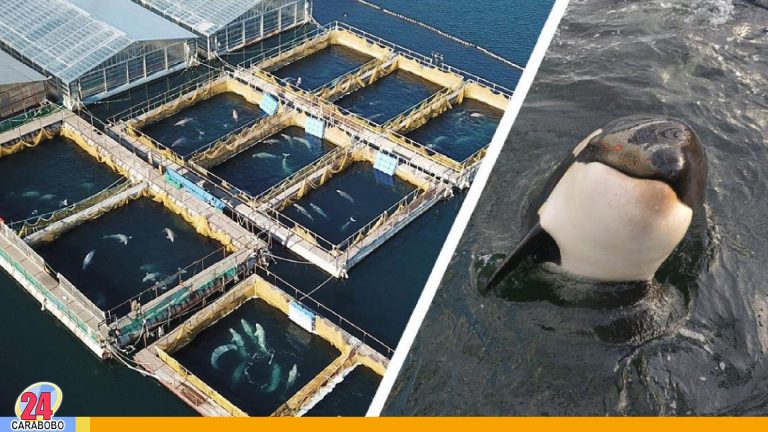 Liberación de las orcas y belugas de la polémica ‘cárcel de ballenas’ en Rusia