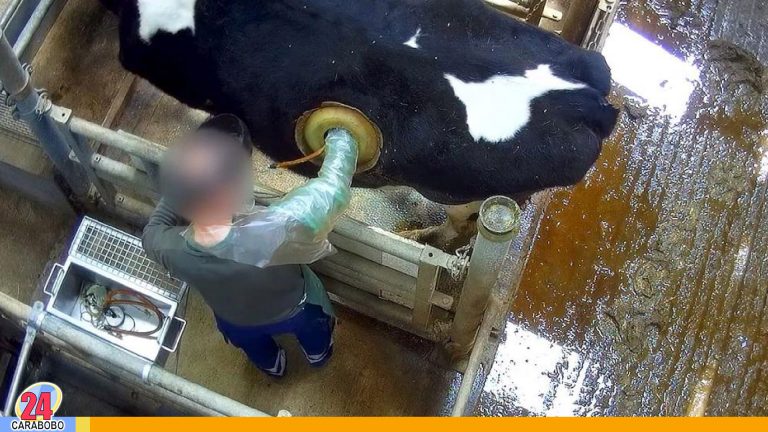 Vacas con agujeros en el lomo causa escándalo en ganadería de Francia