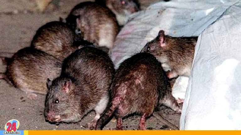 Ratas se expanden como plaga en ciudades de Nueva Zelandia