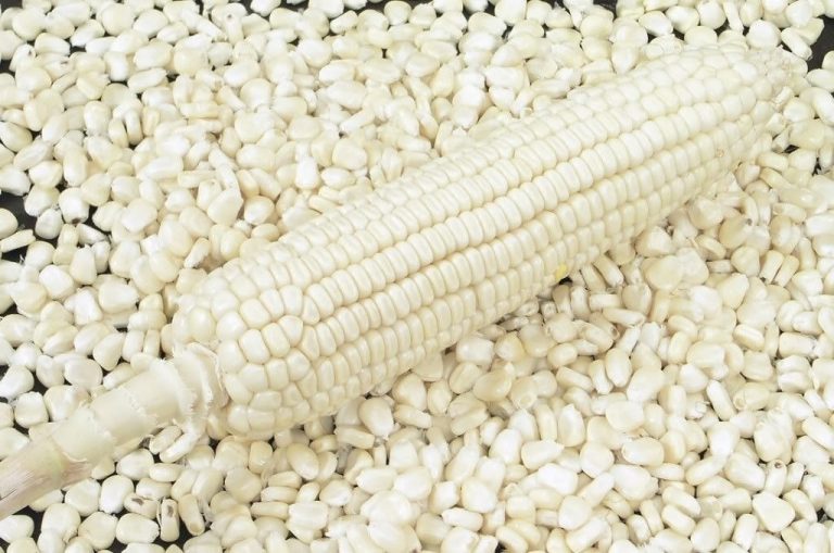 ALIMCA y pequeños productores de CLAP a la siembra de maíz blanco