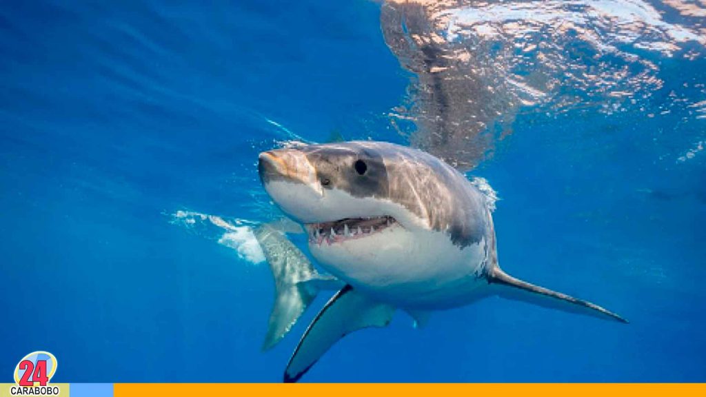 Tiburon Blanco muerde a una adolescente en playa de Florida