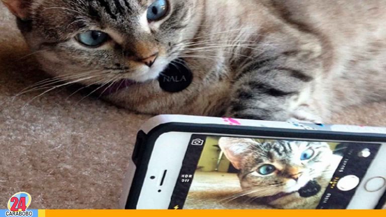 Mascota Famosa: Nala la gata famosa del momento en las redes