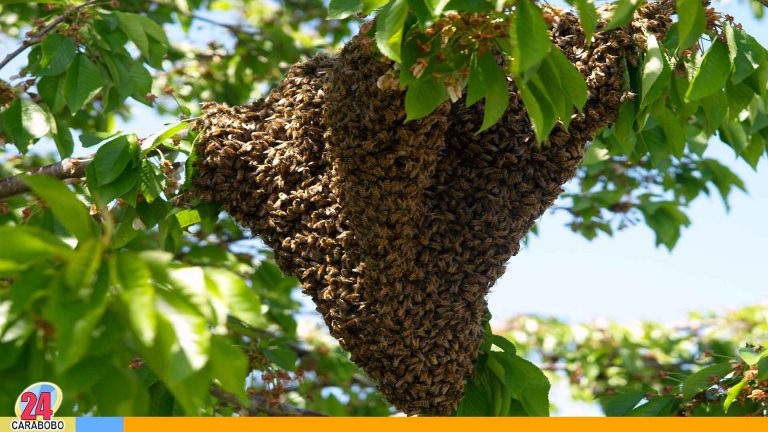 ¡Cuidado! Reportan ataque de enjambre de abejas en Valencia