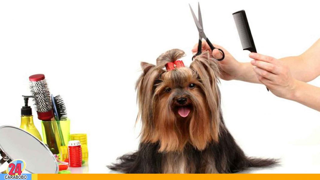 Noticias 24 Carabobo - Cortar pelo a tu perro