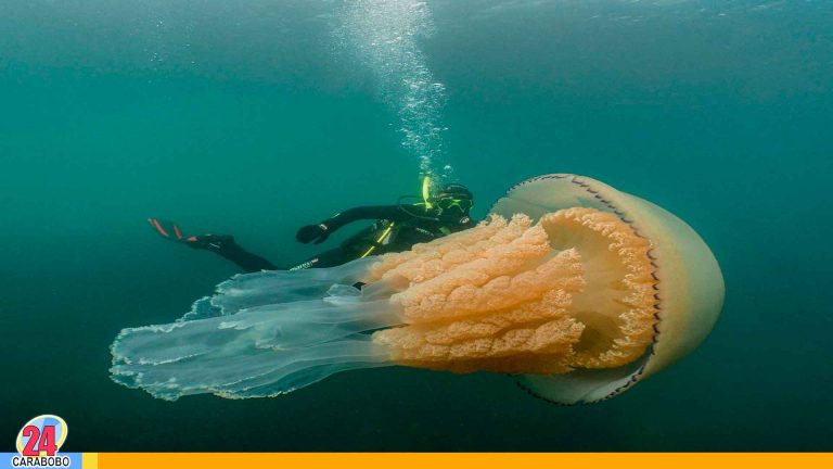Medusa gigante sorprende a bióloga en las agua británicas