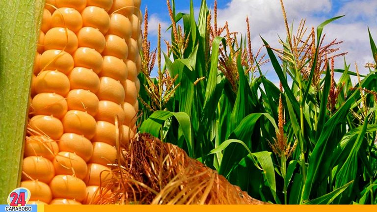 Crecimiento en el Plan Siembra con 120 mil hectáreas de maíz blanco