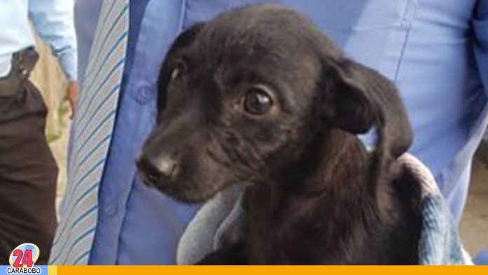 Cicpc capturó adolescentes por maltrato animal en Bejuma1 Cicpc capturó