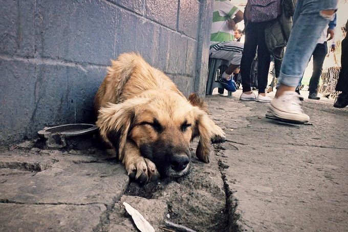Autoridades mexicanas investigan venta de carne de perro