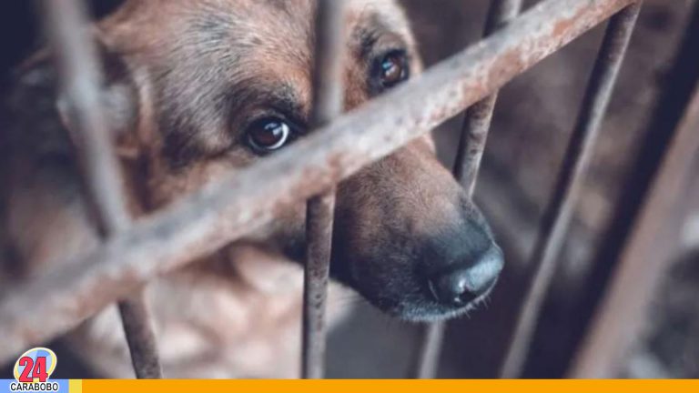 Cámara de Representantes de EE.UU. aprueba ley contra el maltrato animal