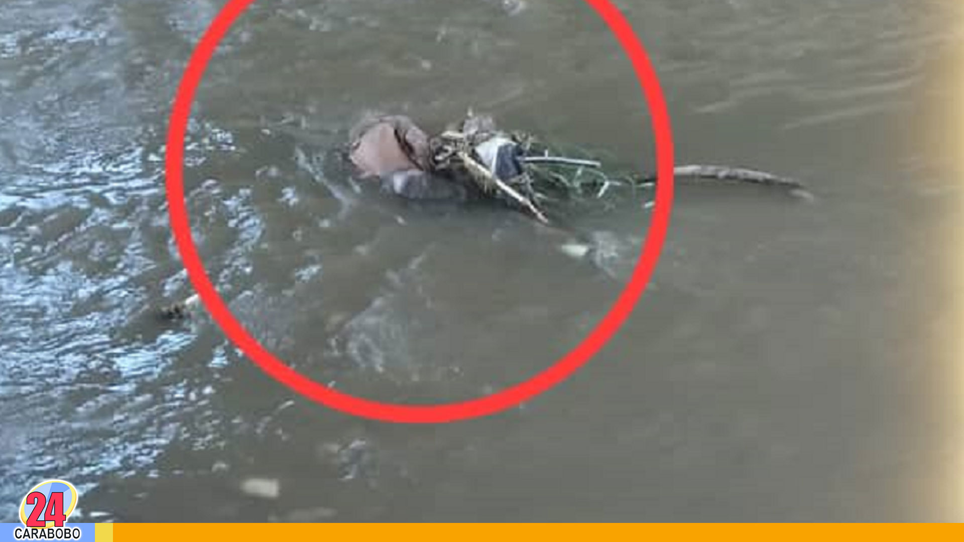 Cadáver en el Río Guaire - Cadáver en el Río Guaire