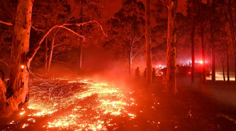 Incendios en Australia: Emergencia en Nueva Gales y millones de animales afectados