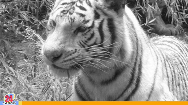 Falleció tigre de bengala en Zoológico de Barquisimeto