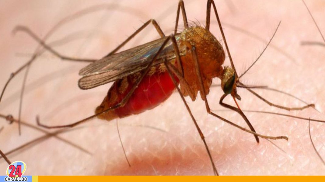 casos de malaria - casos de malaria