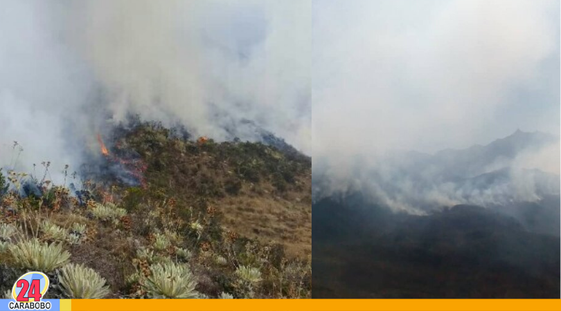 Incendios forestales en Mérida consume más de mil hectáreas