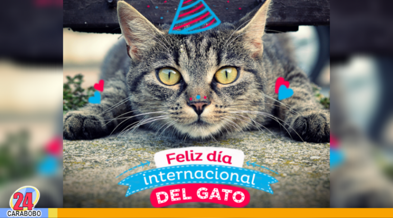 ¡Acaricia a tu felino! Hoy 20 de febrero Día Internacional del Gato