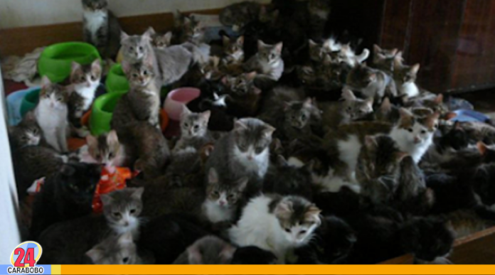 130 gatos en un apartamento de Moscú fueron encontrados