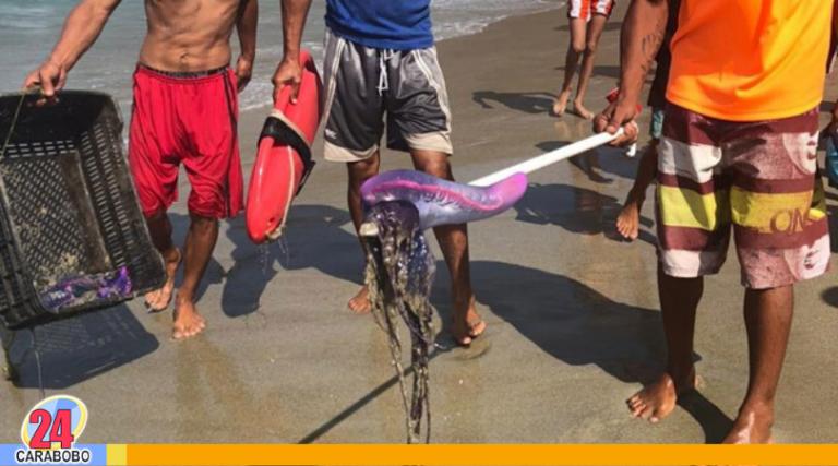 Evacuación temporal en Choroní por temporada de medusas