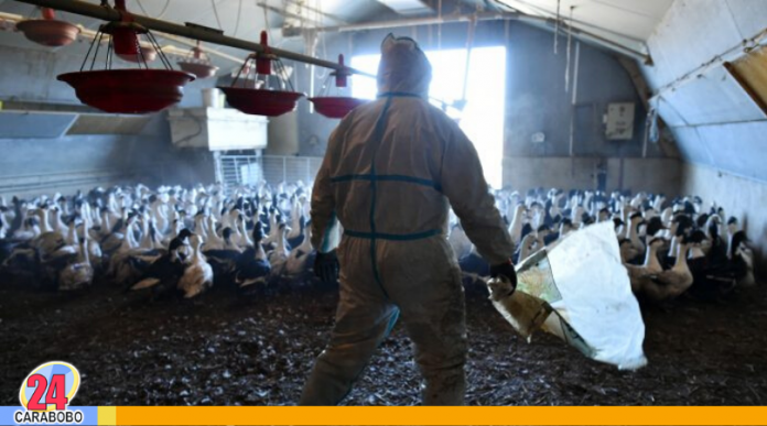 gripe aviar en Filipinas
