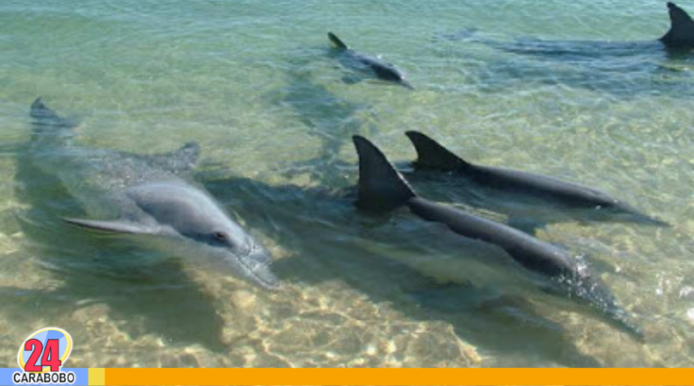¡Atentos! Imagen de delfines en Pampatar, Margarita corresponde a Australia Occidental