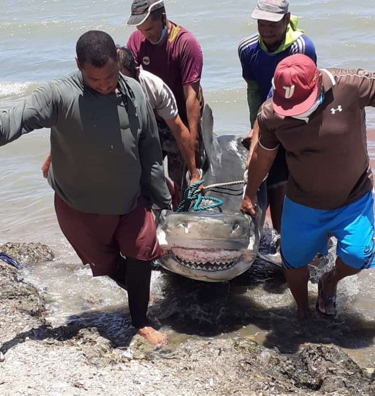 Pescado y especies marinas en Playa Manzanillo, Nueva Esparta