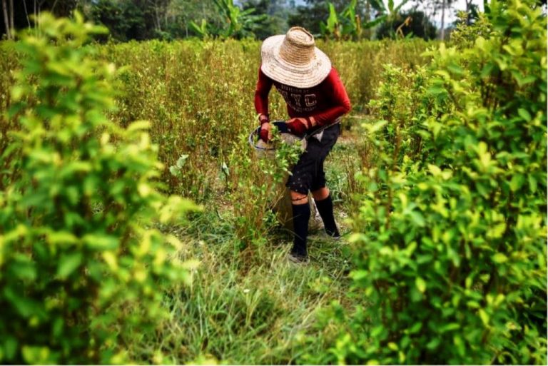 Más de 230.000 familias campesinas dependen del cultivo de coca en Colombia