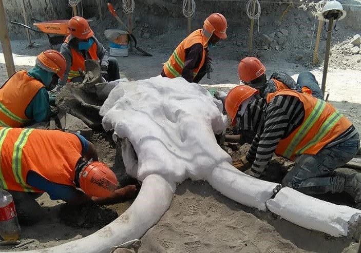Encuentran 60 mamuts en México en construcción de aeropuerto
