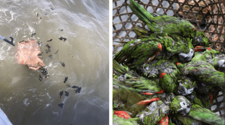 Encuentran 47 aves ahogadas en Trinidad y Tobago
