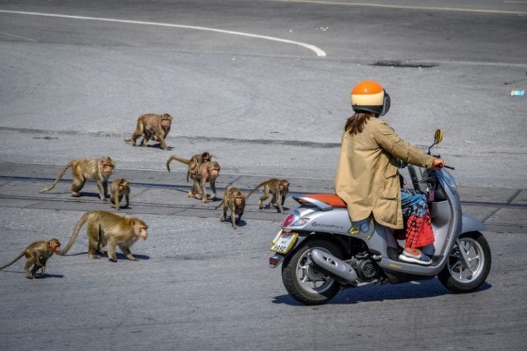 En la capital de los monos, donde los macacos están fuera de control