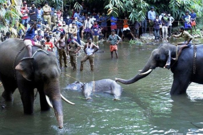 Muerte de una elefanta en India - noticias24 Carabobo