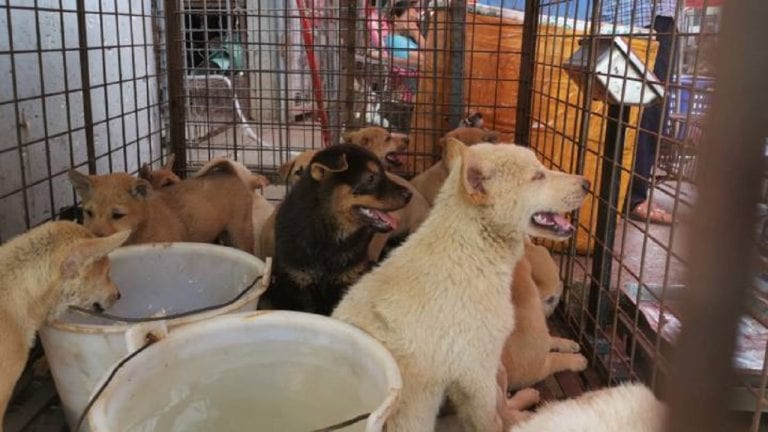 El Festival de Yulin, donde se comen a los perros como tequeños
