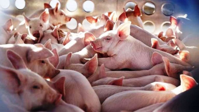 ¿Otra pandemia? Una potente gripe porcina podría transmitirse a humanos