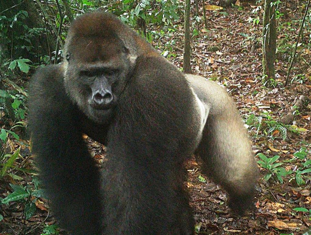 Bebés de gorilas orientales del río Cross - noticias24 Carabobo
