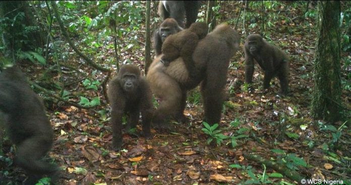 Bebés de gorilas orientales del río Cross - noticias24 Carabobo