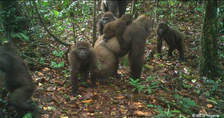 ¡Peligro de extinción! Avistan en Nigeria bebés de gorilas orientales del río Cross