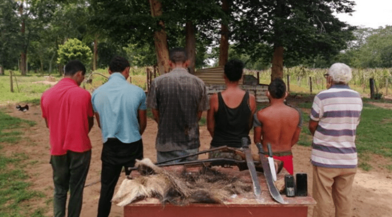 Detienen a seis personas en Zulia por matar a un oso hormiguero
