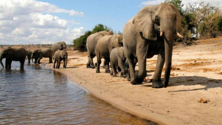 Misteriosas muertes de elefantes y nadie sabe por qué