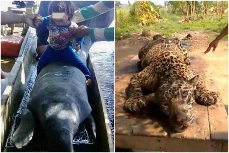 Cuatro detenidos por dar muerte a un jaguar en el estado Zulia