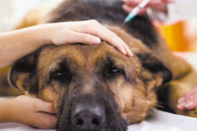 ¿Cuándo es adecuado aplicar la eutanasia a tu mascota?
