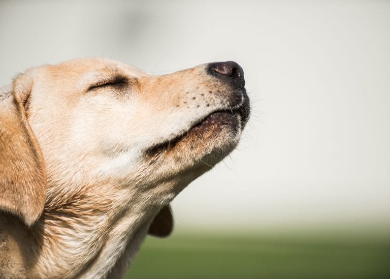 ¿Qué tan lejos pueden escuchar y oler los perros?