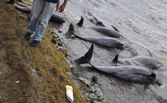 delfines muertos en Mauricio