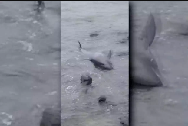  delfines muertos en Mauricio