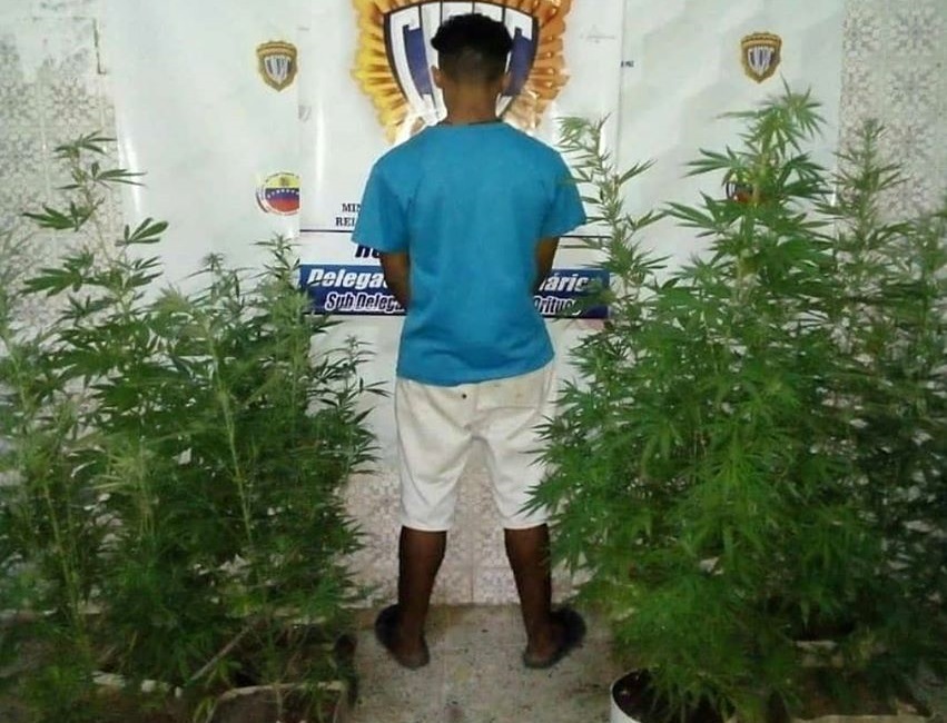 Plantas de marihuana en Guárico - Plantas de marihuana en Guárico